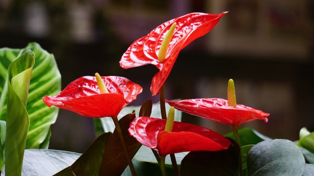 花园中，红掌花特写充满活力，红色鲜艳