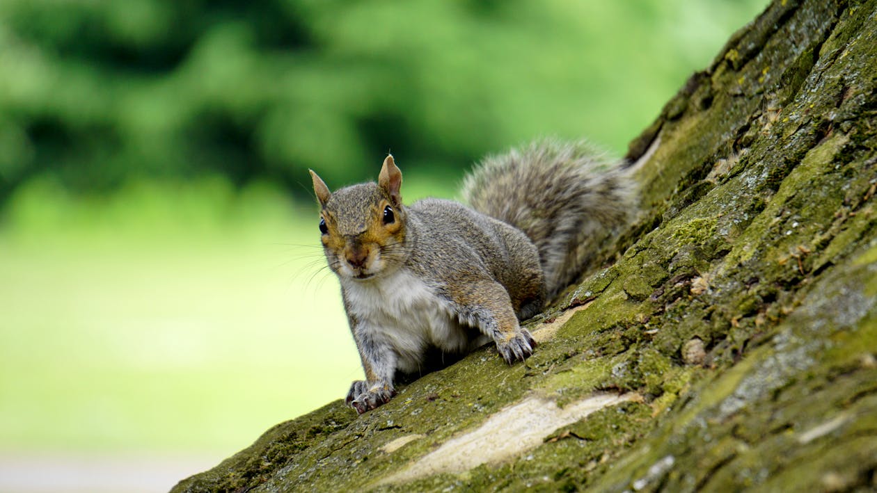 Kostenlos Graues Eichhörnchen Auf Holzstamm Während Des Tages Stock-Foto
