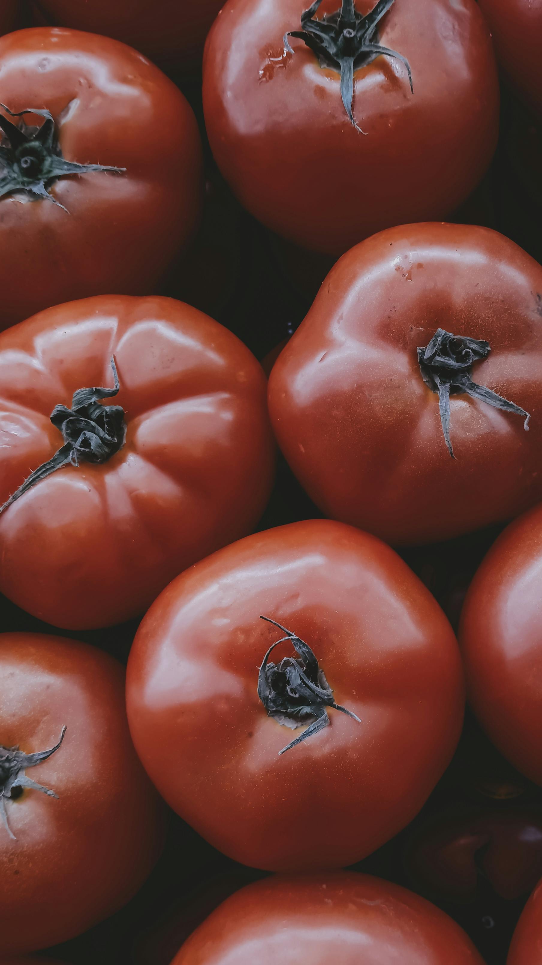 a close up shot of red tomatoes