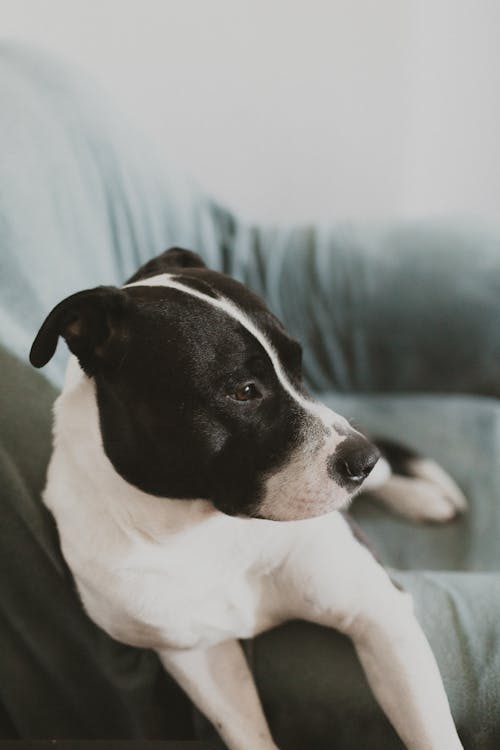 Free A Cute Dog Lying on the Couch Stock Photo