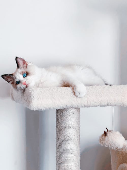 Бесплатное стоковое фото с белый, вертикальный выстрел, домашняя кошка