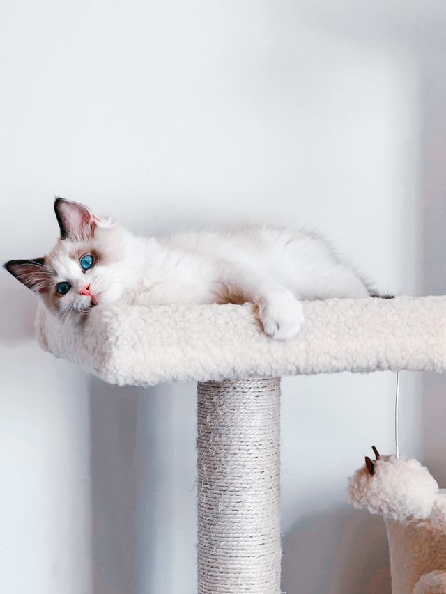 A young Ragdoll resting at home, where coronavirus questions are usually settled calmly