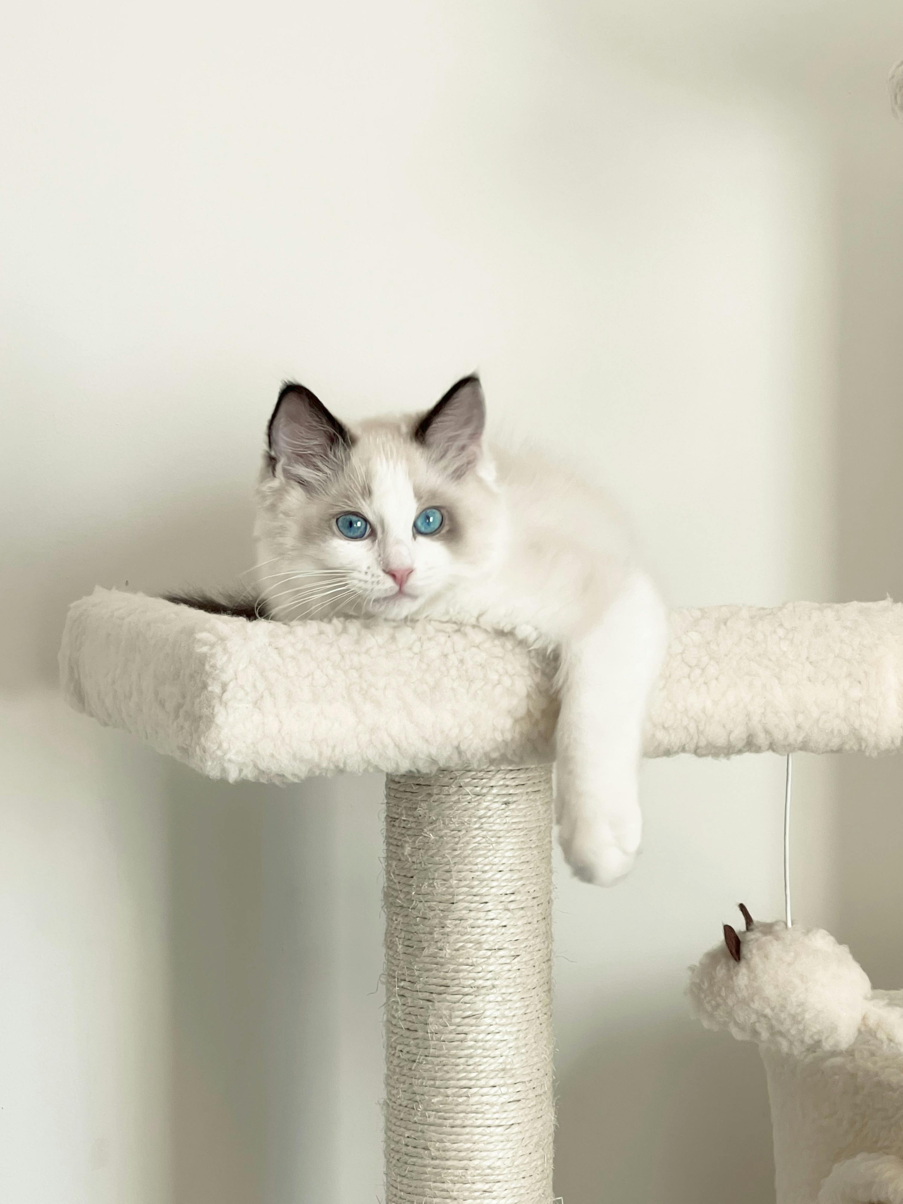 Adorable pet adventure warrior