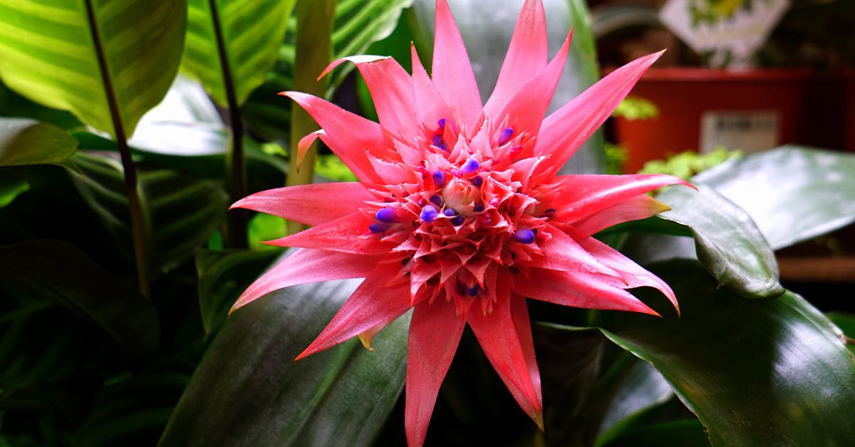 Pink Bromeliad Flower in Close-up Photography