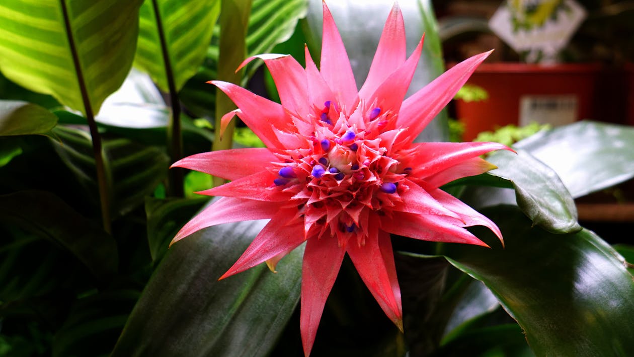 클로즈업 사진에 핑크 Bromeliad 꽃