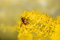 Brown and Black Bee on Yellow Flower