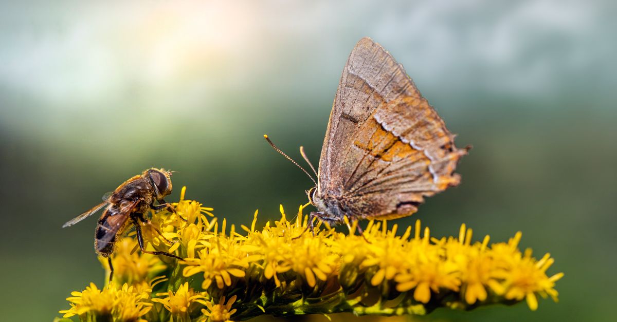 10 Plantes pour Attirer les Pollinisateurs dans votre Jardin