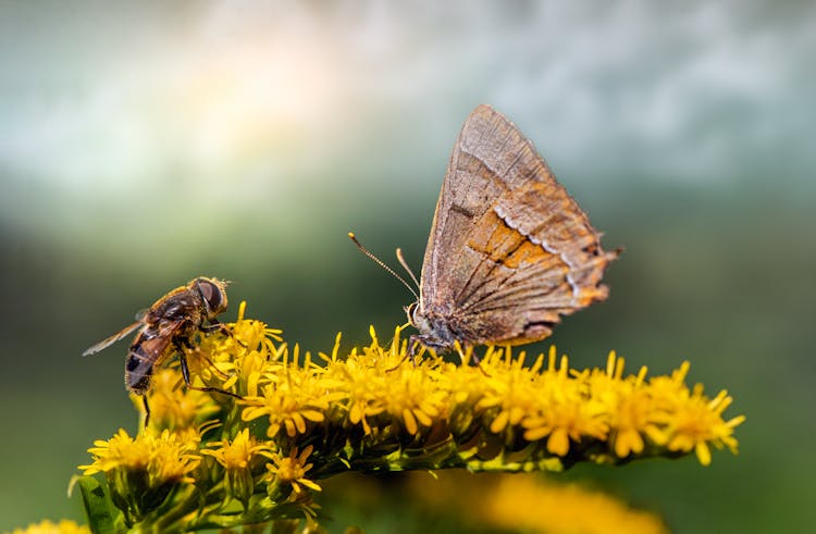 Butterfly And Bee On Yellow Flower