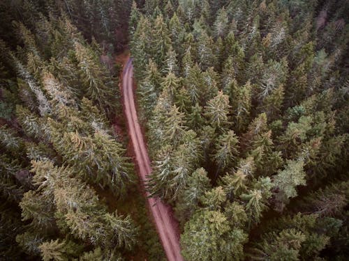 Foto profissional grátis de aerofotografia, árvores, caminho