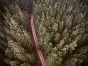 A Dirt Road in the Forest