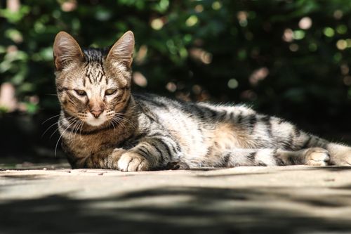 Free A peaceful tabby cat lounging outdoors in the sun, surrounded by greenery. Stock Photo