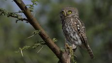 White and Brown Owl Perched on Brown Tree Branch