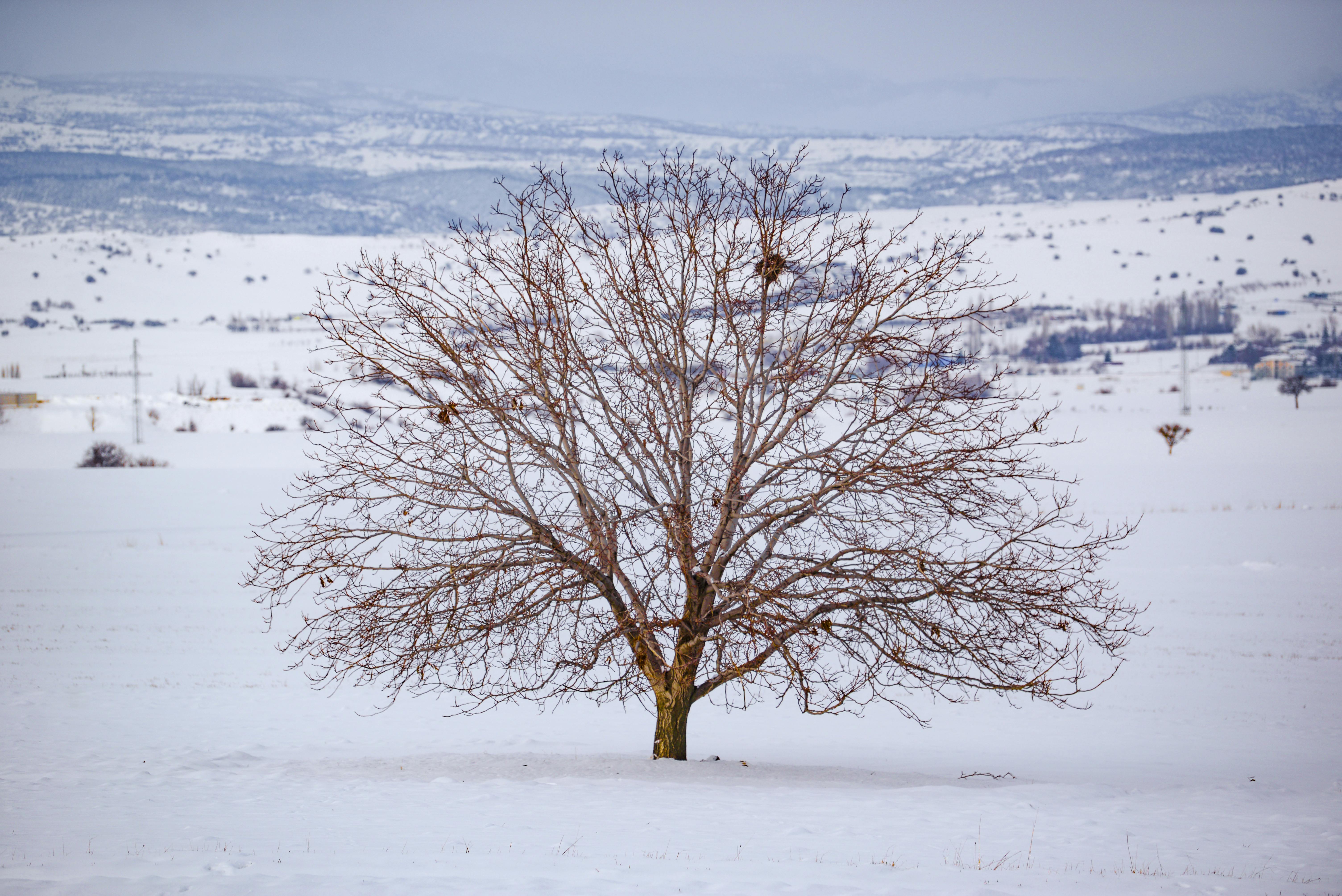 a leafless tree on a snow covered ground