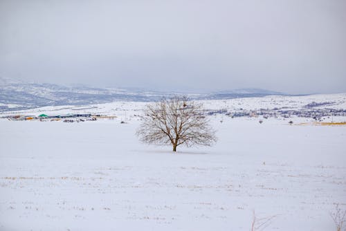 Free A Bare Tree on a Snow Covered Ground Stock Photo