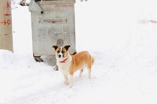 Evcil Hayvan, hayvan, kar içeren Ücretsiz stok fotoğraf