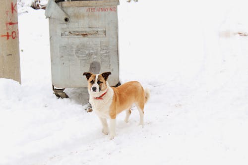 How To Help Stray Animals In Freezing Weather And Keep Them Safe