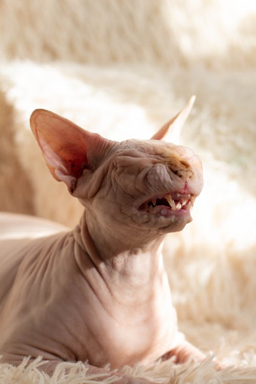 Free Close-up of a Hairless Cat  Stock Photo