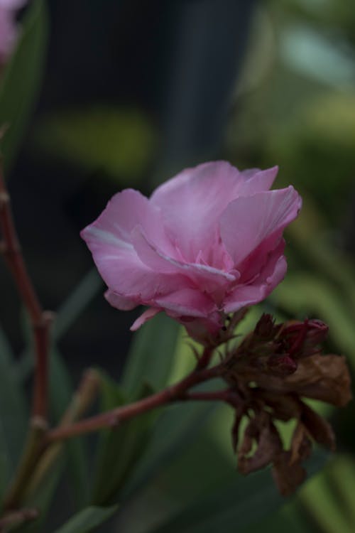 Gratis lagerfoto af oleander blomst