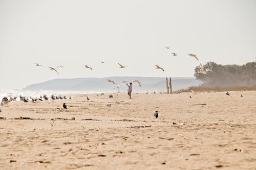 Základová fotografie zdarma na téma moře, písek, pláž