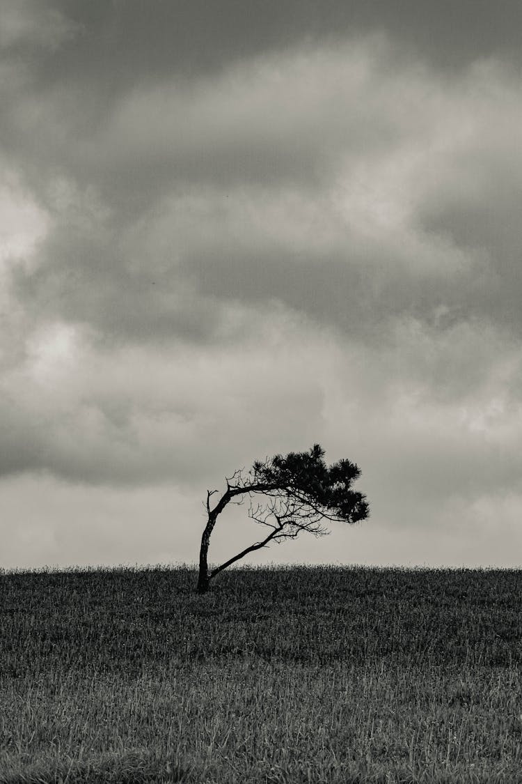 Black And White Shot Of A Crooked Tree 