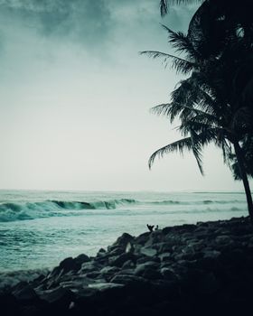 Serene beach in India with palm trees by the rocky shore and gentle waves under an overcast sky.