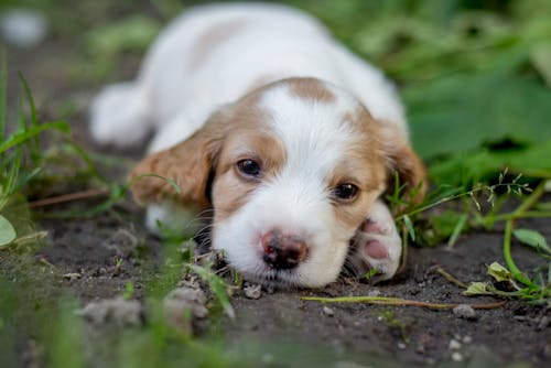 Close-Up Shot of a Puppy