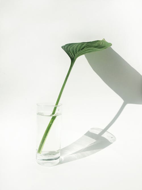 Green Leaf in Glass of Water