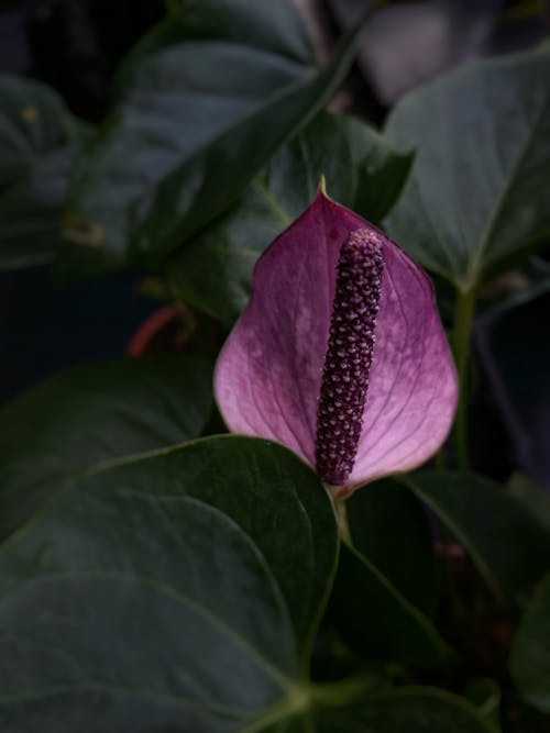 Purple Flower with Green Leaves