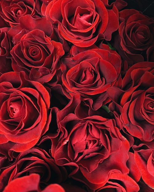 Free Vibrant close-up of lush red roses, showcasing petals and natural beauty in a floral arrangement. Stock Photo