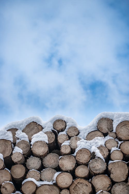 Free A Pile of Wooden Logs Stock Photo