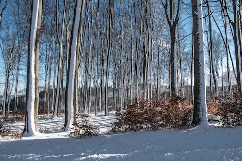 Bare Trees on Snow Covered Ground