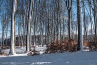 Bare Trees on Snow Covered Ground