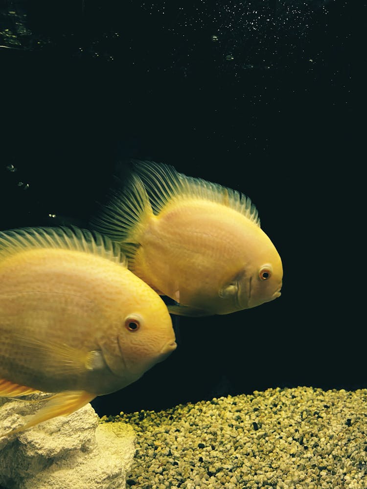 White Fishes In An Aquarium