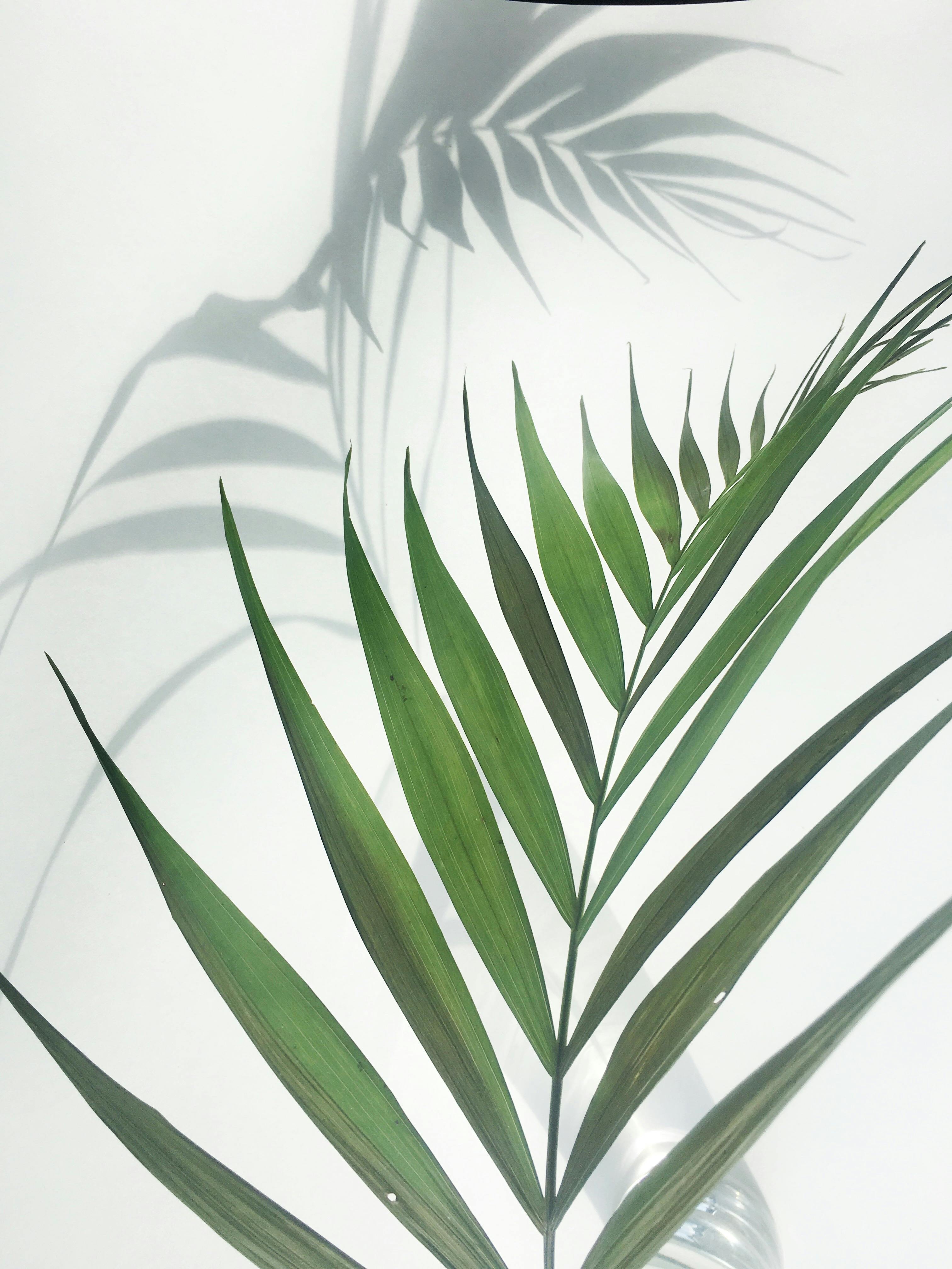 Green Plant on White Background · Free Stock Photo