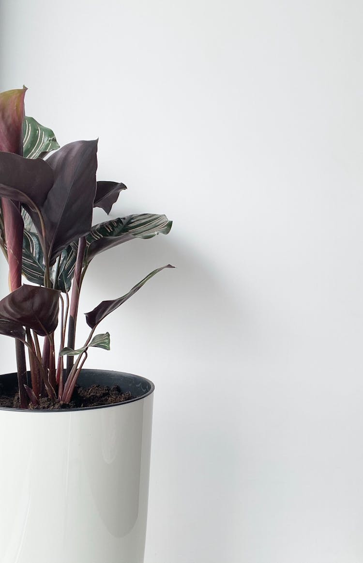 Calathea Plant In White Ceramic Vase