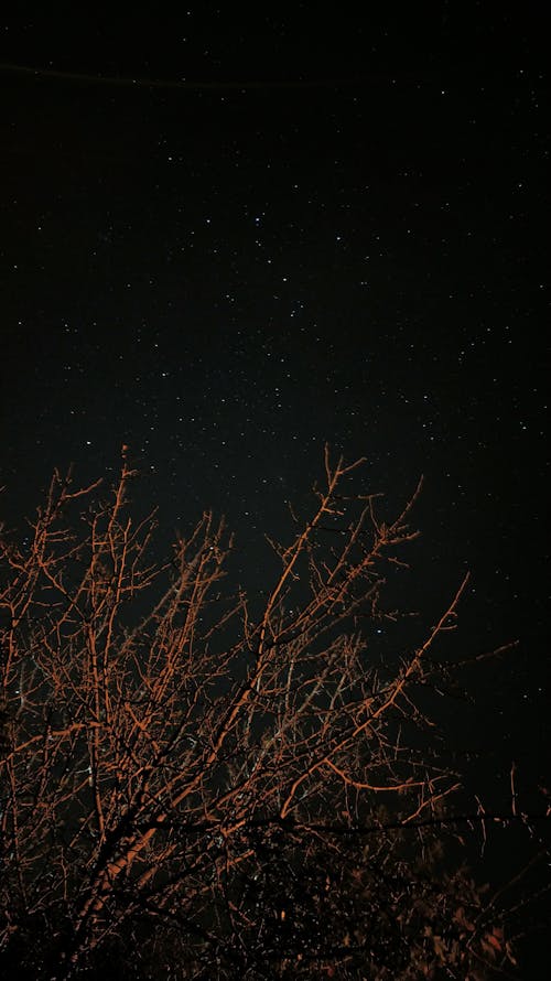 akşam, çıplak ağaca, dar açılı çekim içeren Ücretsiz stok fotoğraf
