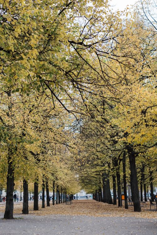 Free Explore the tranquil beauty of a Berlin park walkway lined with vibrant autumn trees. Stock Photo