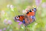 Free stock photo of animal, animal wing, beautiful
