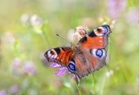 Butterfly close-up, photo by Erik Karits on Pexels