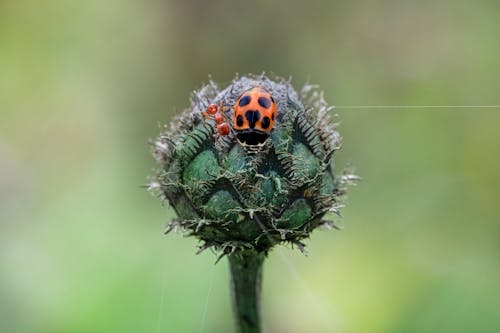 Close-Up Shot of a Ladybug Perched on a Plant