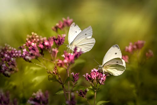 White Butterfly Perched on Purple Flowers in Close-Up Photography