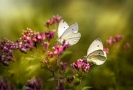 White Butterfly Perched on Purple Flower in Close Up Photography