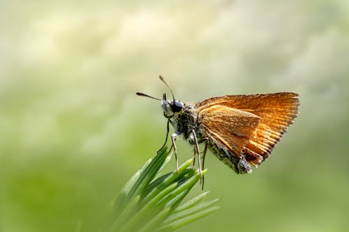 Close-Up Shot of a Brown Butterfly Perched on a Leaf