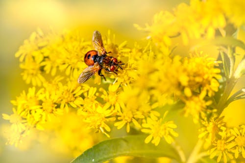 böcek, böcek fotoğrafçılığı, Çiçekler içeren Ücretsiz stok fotoğraf