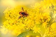Black and Brown Bee on Yellow Flower
