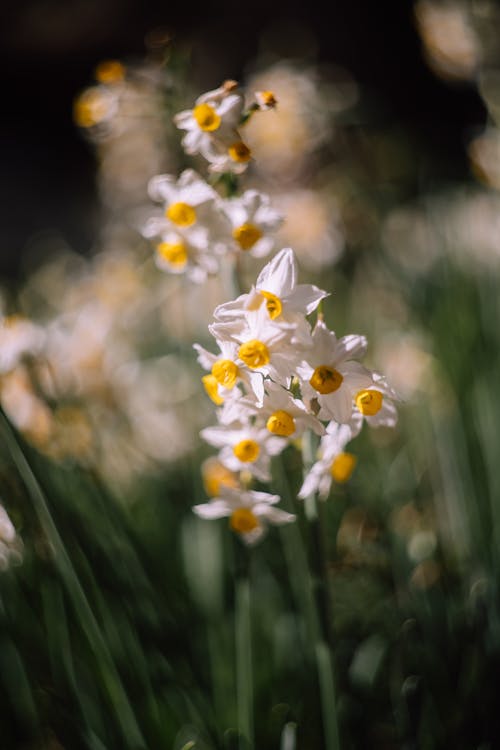 Free Beautiful White and Yellow Flowers on Field Stock Photo