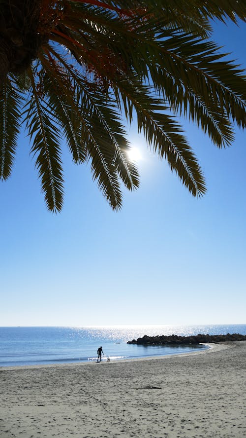 Green Palm Tree Near Sea