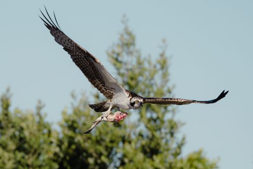 Free A majestic osprey soaring with prey, showcasing the bird's hunting prowess. Stock Photo