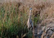 Grey and Black Bird on Brown Grass Field