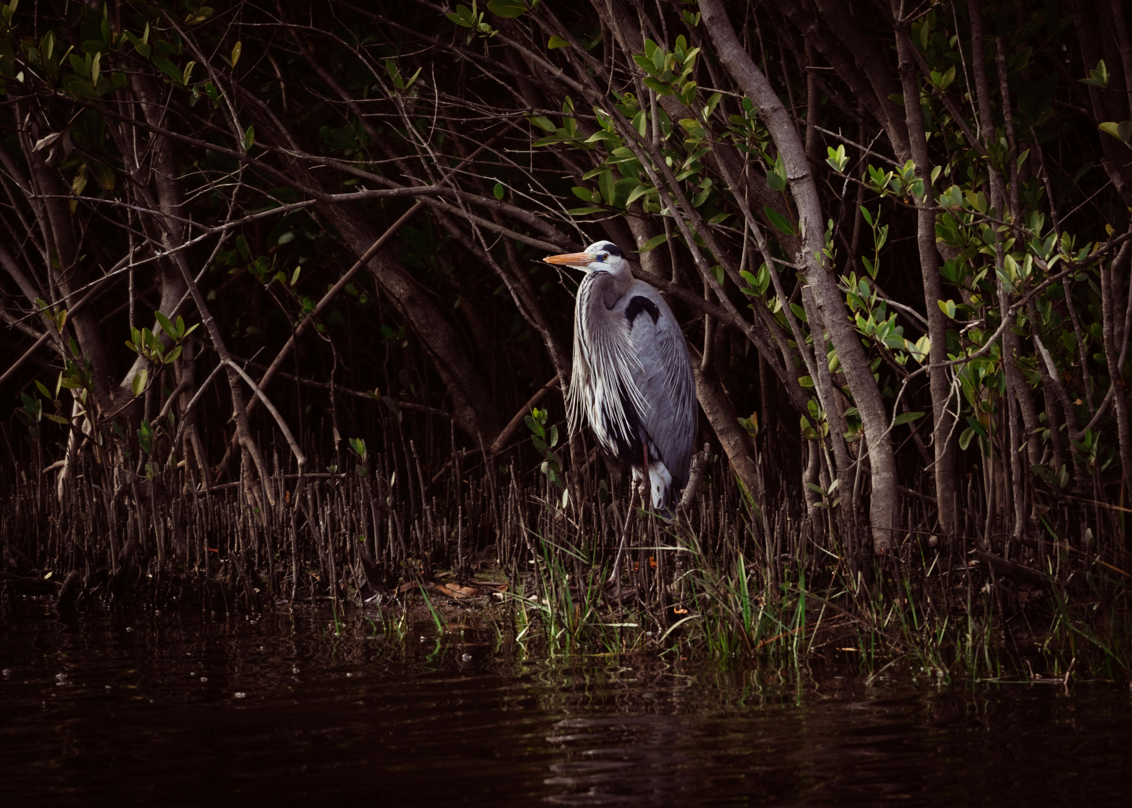 A Great Blue Heron stands gracefully among mangroves, Bradenton, FL.